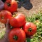 فروش بذر گوجه فرنگی 074 ، بذر درجه 1