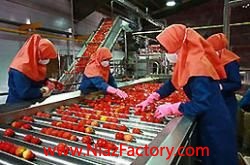 فروش کارخانه رب گوجه فرنگی